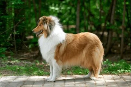 🐕 Gde, pelo largo (26 a 44 kg) Precio desde...